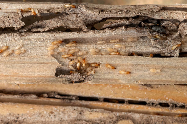 Best Bed Bug Extermination  in Silverdale, WA